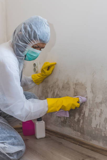 Best Air Quality Testing for Mold Spores  in Zephyrhills, FL