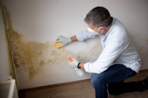 Best Environmental Consulting for Mold Prevention  in Zephyrhills, FL