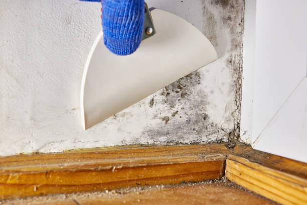 Best Real Estate Mold Inspection  in Zephyrhills, FL