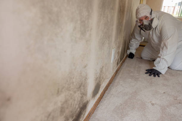 Best Comprehensive Air Testing for Mold Contaminants  in Zephyrhills, FL